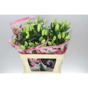 Lil Or Lotus Dream ( Double )