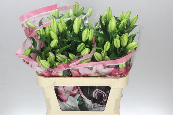 <h4>Lil Or Lotus Dream ( Double )</h4>