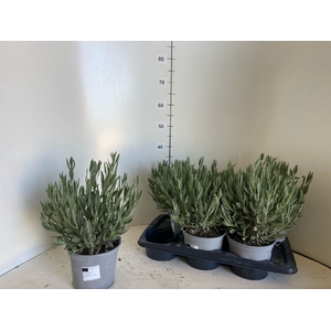LAVAN DENTATA
