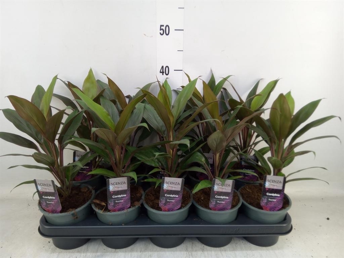 <h4>Cordyline fruti. 'Rumba'</h4>