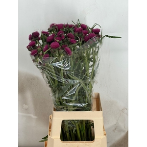 CIRS R ATROPURPUREUM