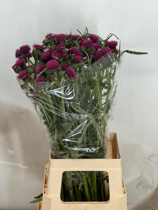 <h4>CIRS R ATROPURPUREUM</h4>