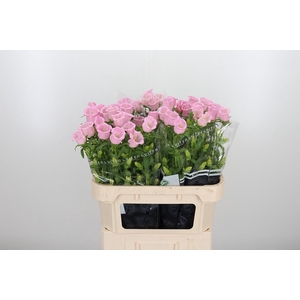 Camp M Cam Pear Pink