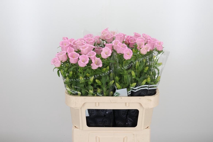 <h4>Camp M Cam Pear Pink</h4>