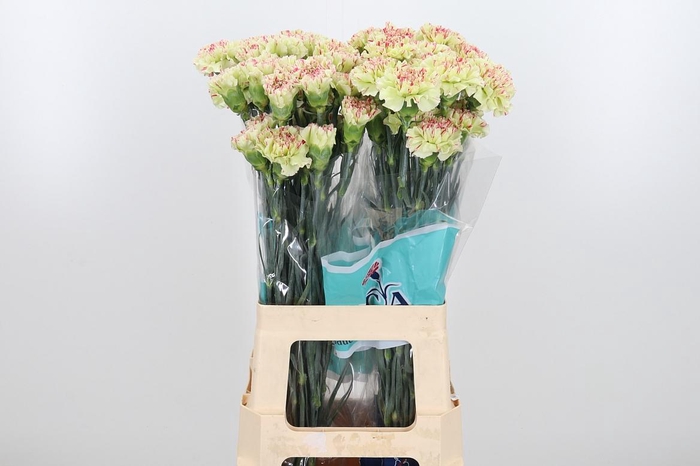 <h4>Di St Mochi</h4>