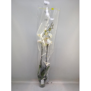 Phalaenopsis   ...white