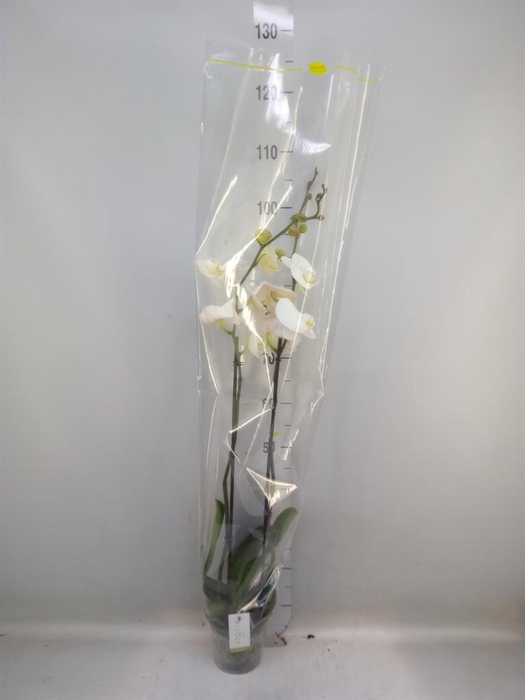 <h4>Phalaenopsis   ...white</h4>