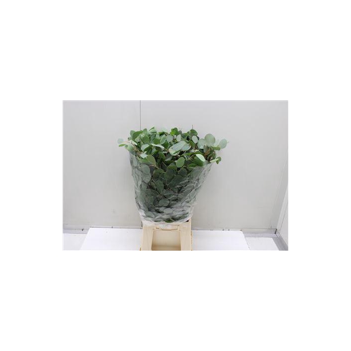 <h4>Euc Populus Blad It</h4>