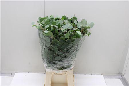 Euc Populus Blad It