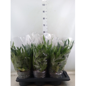 Platycerium bifurc.
