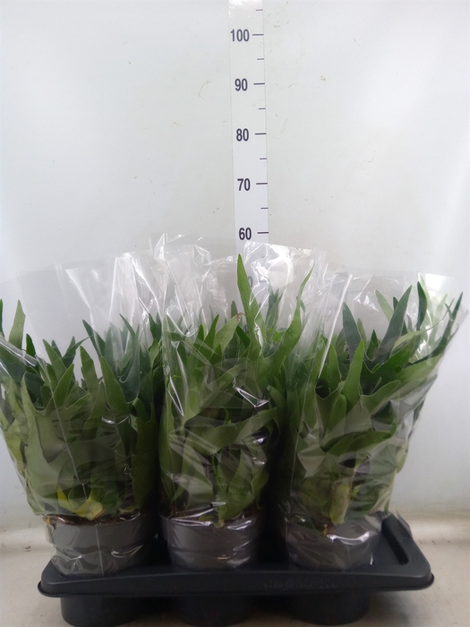 <h4>Platycerium bifurc.</h4>