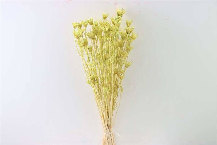 <h4>Dried Nigella Orientalis Bl Mint Green Bunch</h4>