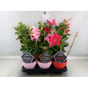 Mandevilla  'Sundavil'   ...mix
