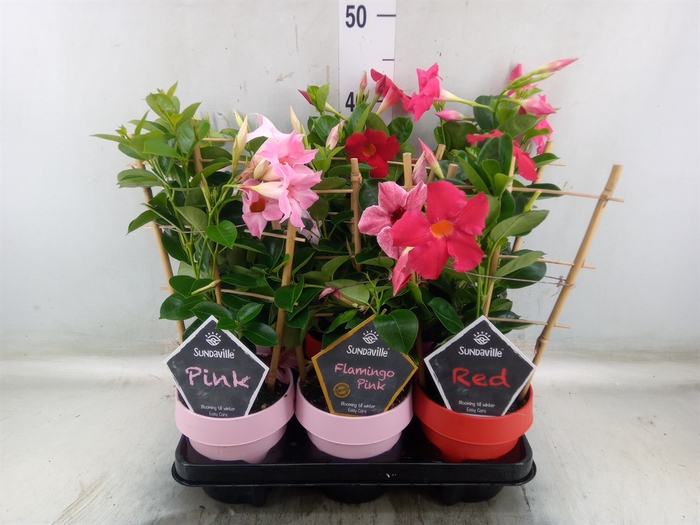 <h4>Mandevilla  'Sundavil'   ...mix</h4>
