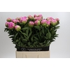 Paeonia Glory Hallelujah