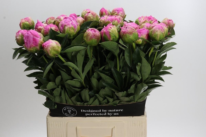 <h4>Paeonia Glory Hallelujah</h4>