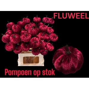 HUIS EN TUINDECO H%