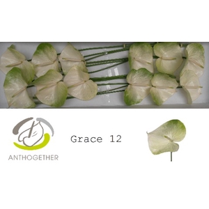 Anthurium Grace