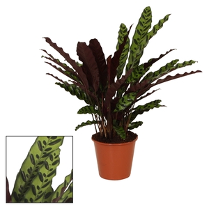 Calathea 17cm Insigne (Lancifolia)