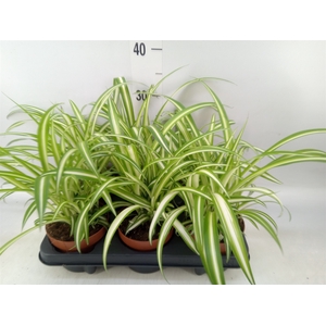 Chlorophytum com. 'Variegatum'