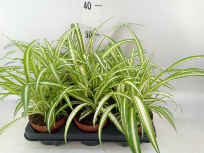 <h4>Chlorophytum com. 'Variegatum'</h4>
