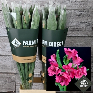 ALSTRO DARK PINK SECRET 70GR