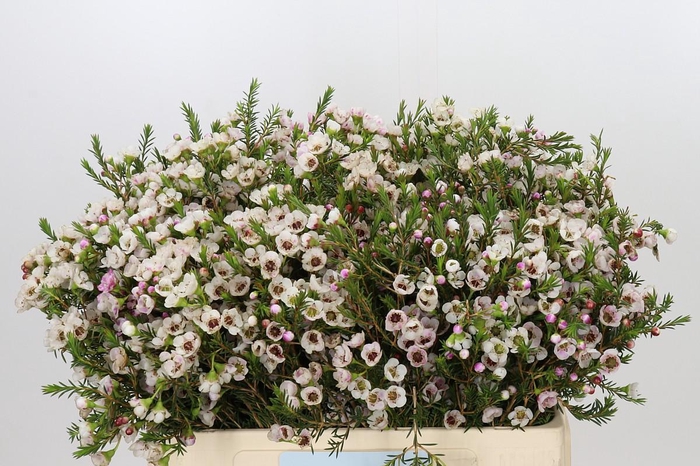 <h4>Chamelaucium Moonlight Delight</h4>