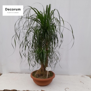 Beaucarnea vertakt op nummer 07