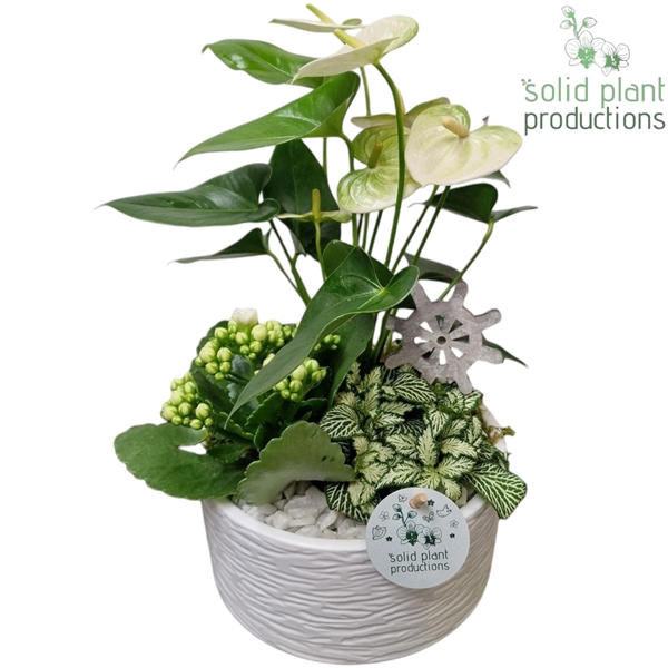 <h4>AT003 Loes White Anthurium</h4>