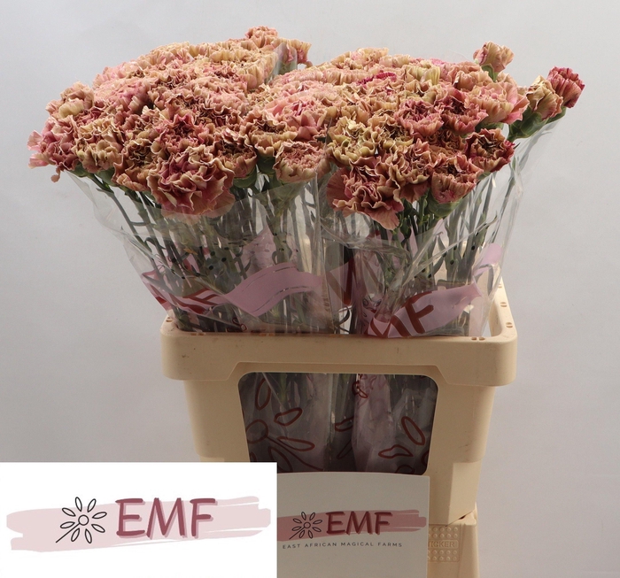 <h4>DI ST BABYLON</h4>