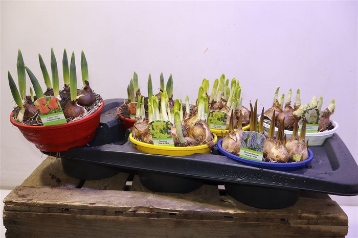 <h4>Bolbloemen Gem</h4>