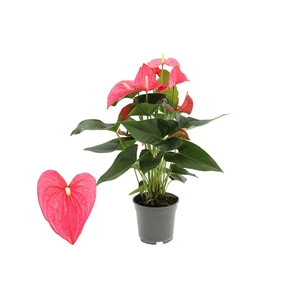 Anthurium 17 cm Maine in transparant sleeve