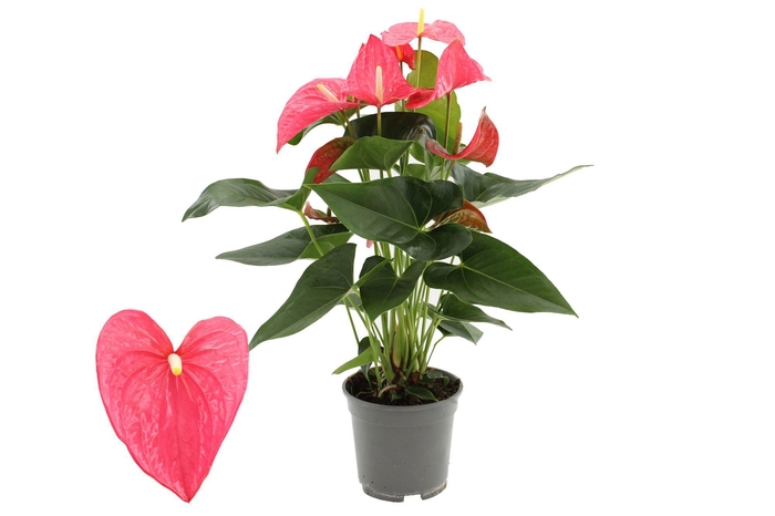 <h4>Anthurium 17 cm Maine in transparant sleeve</h4>