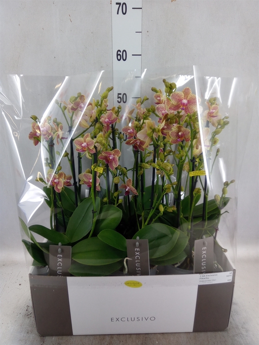 <h4>Phalaenopsis multi.   ...yellow</h4>