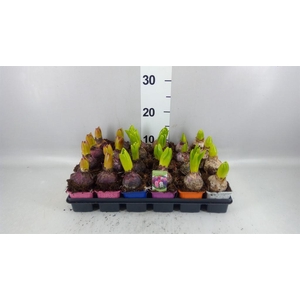 Hyacinthus orie.   ...mix 5