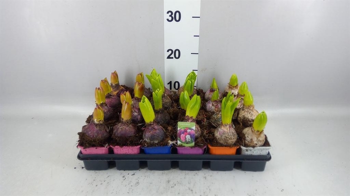 <h4>Hyacinthus orie. ...mix 5</h4>