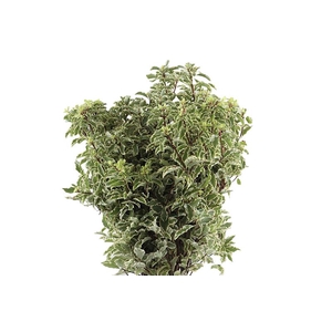 Pitto Nigra 150 Gram