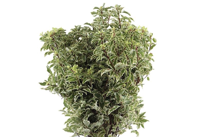 <h4>Pitto Nigra 150 Gram</h4>