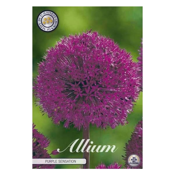 <h4>Allium Purple Sensation x5 12/14</h4>