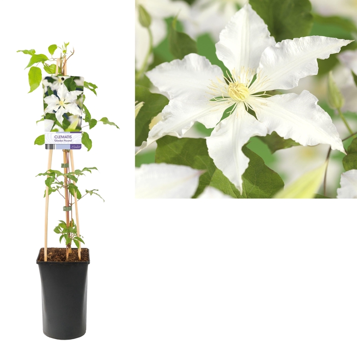 <h4>Clematis 'Gladys Picard' +light label</h4>