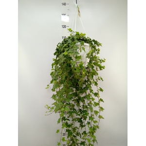 Hedera helix 'Pittsburgh'