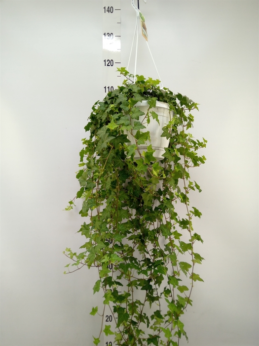 <h4>Hedera helix 'Pittsburgh'</h4>