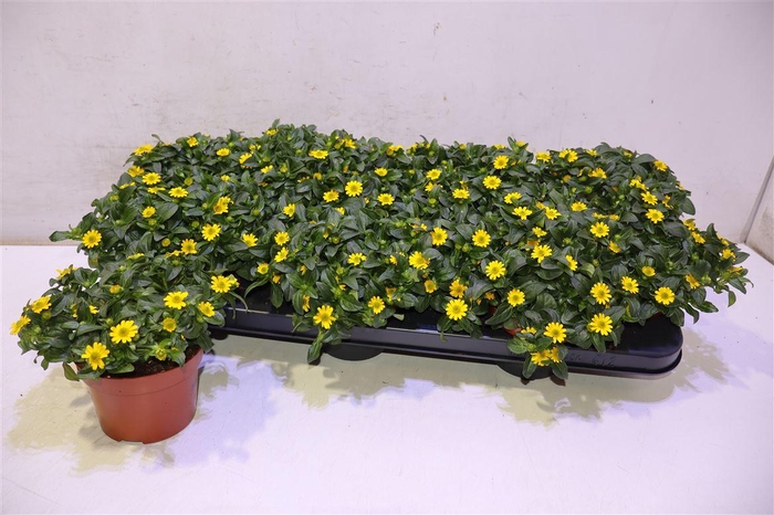 <h4>Sanv Procumbens</h4>