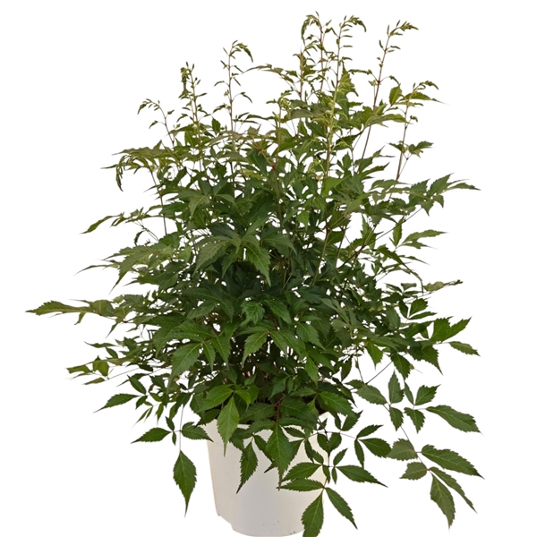 <h4>Astilbe ton sur ton White</h4>
