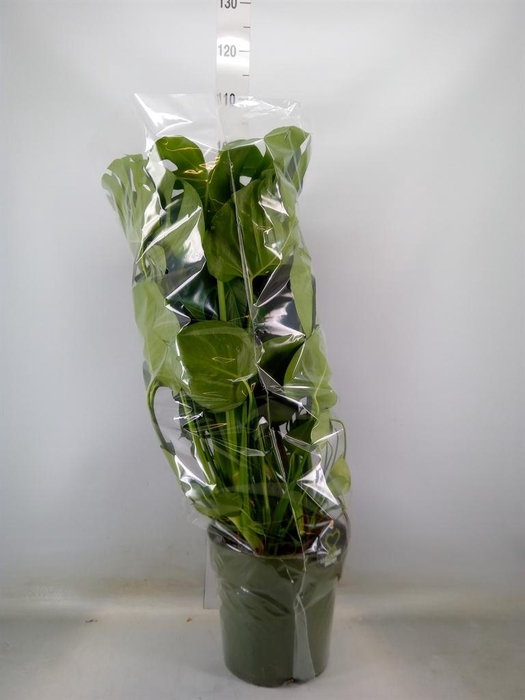 <h4>Monstera delic.</h4>