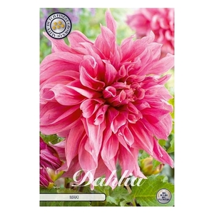 Dahlia Maki x 1l