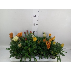 Gazania rig. 'Big Kiss'   ...mix
