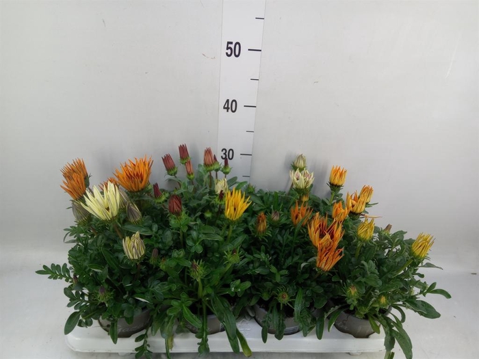 <h4>Gazania rig. 'Big Kiss'   ...mix</h4>