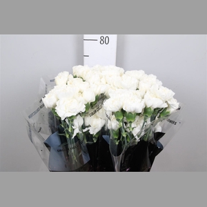 Di St Moonlight White