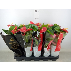 Anthurium andr. 'Royal Champion'